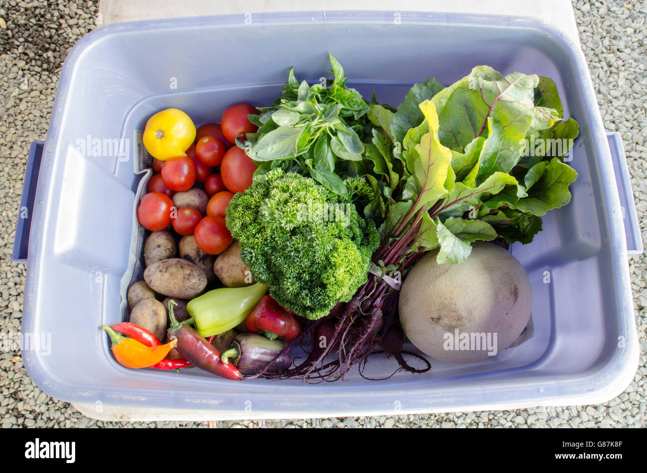 Plastic bin with freshly harvested produce. This is a weekly CSA (Community Supported Agriculture) share from a farm in Oregon. Stock Photo