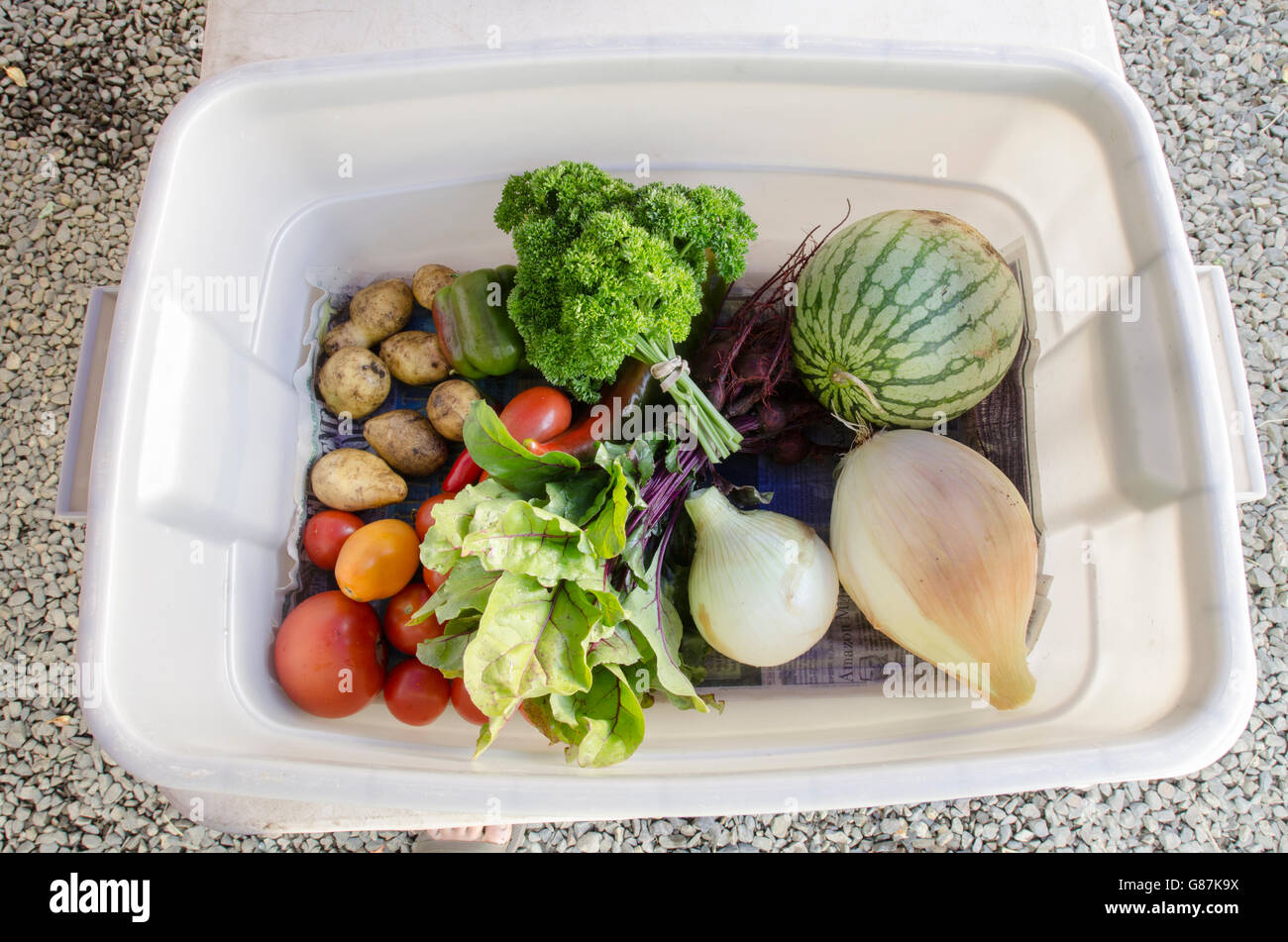 Plastic bin with freshly harvested produce. This is a weekly CSA (Community Supported Agriculture) share from a farm in Oregon. Stock Photo