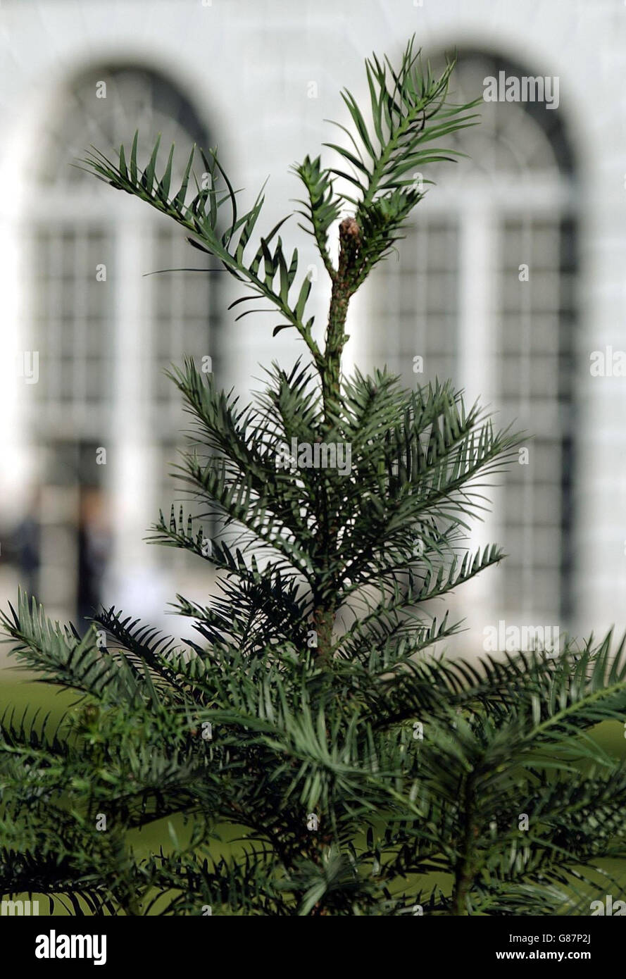 Jurassic Tree blooms again at Kew Stock Photo