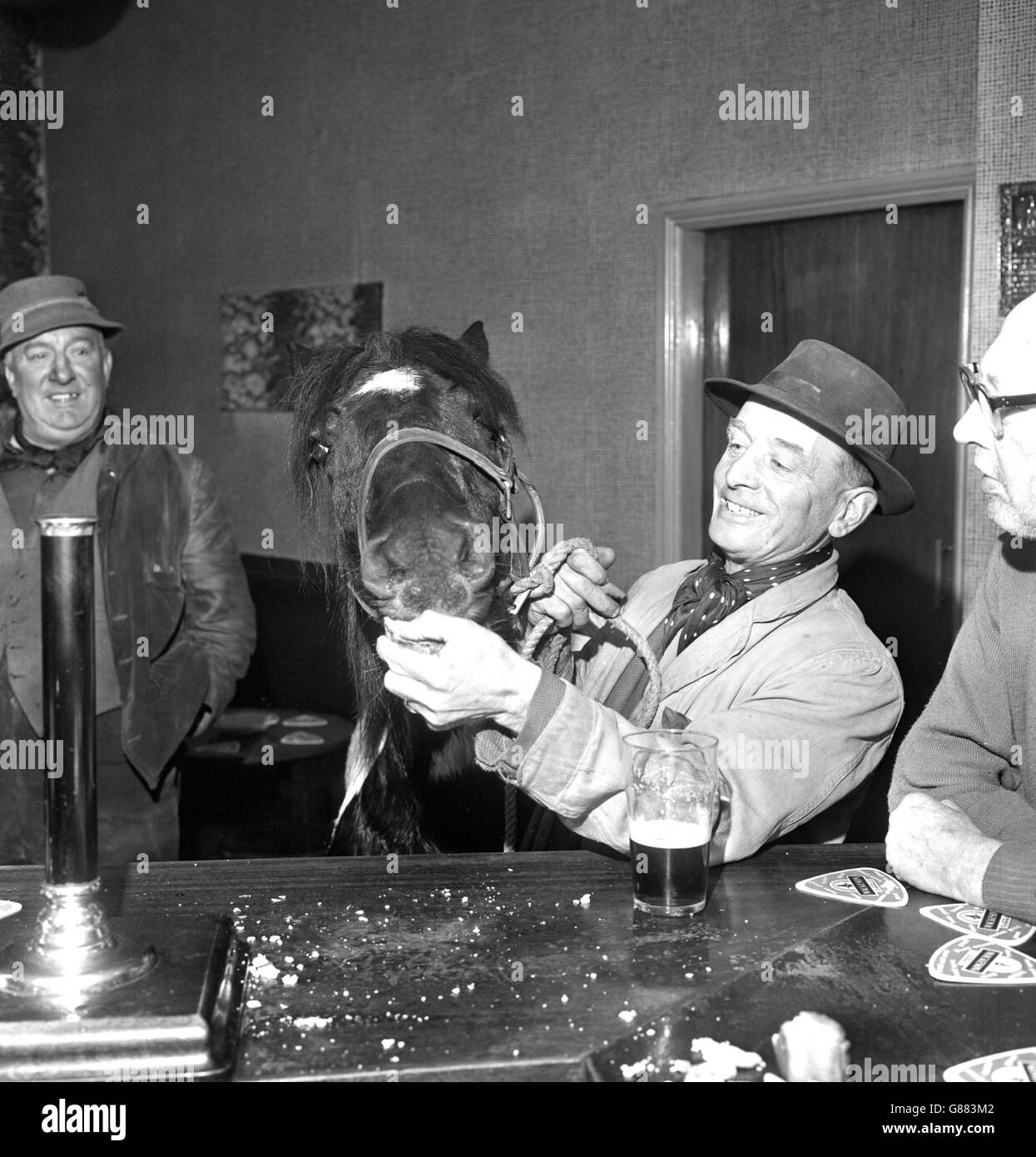 Barney the horse enjoys a visit to The Old White Bear public house in Tingley, with his owner Harry Lacey, a rag collector. Barney is a regular visitor the pub, after spending his work days pulling Harry's cart to Bradford and back. 'It does him the world of good and there's no holding him when he gets near the pub', said Mr Lacey. 'Talk about leading a horse to water - this one thrives on beer and pies.' Stock Photo