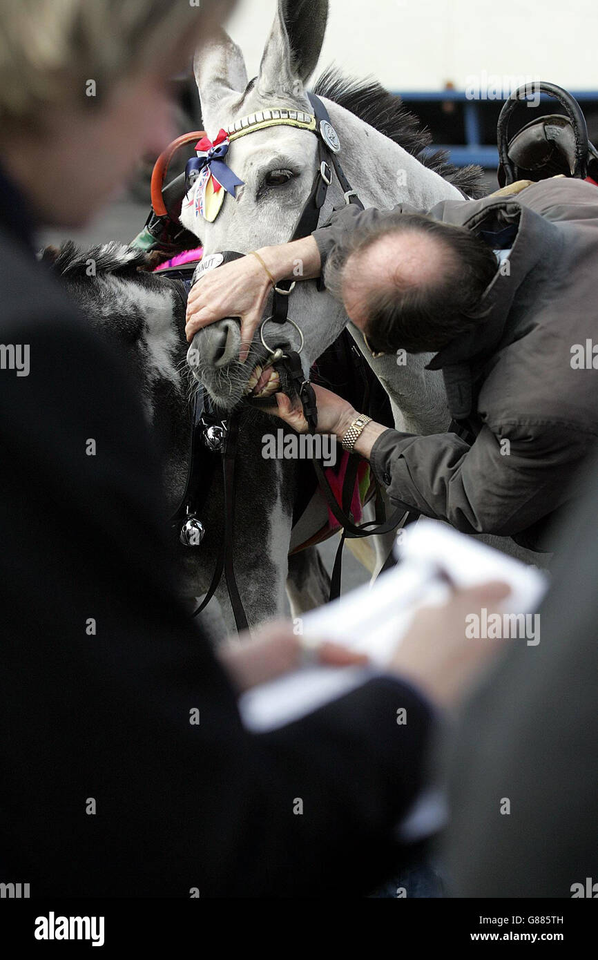 Blackpool Council's annual Donkey health check. An inspector ...