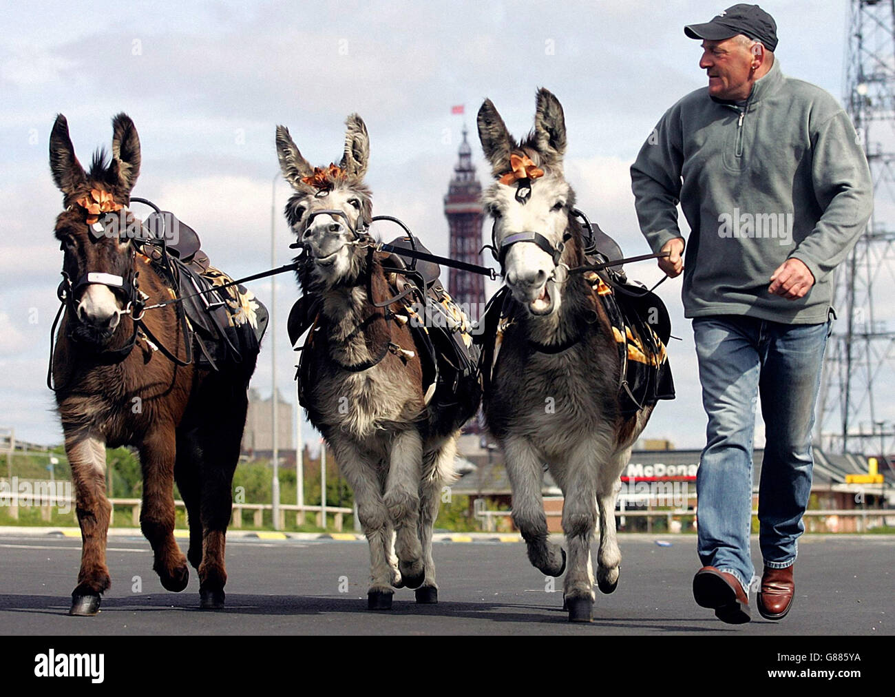 Blackpool Council's annual Donkey health check Stock Photo - Alamy