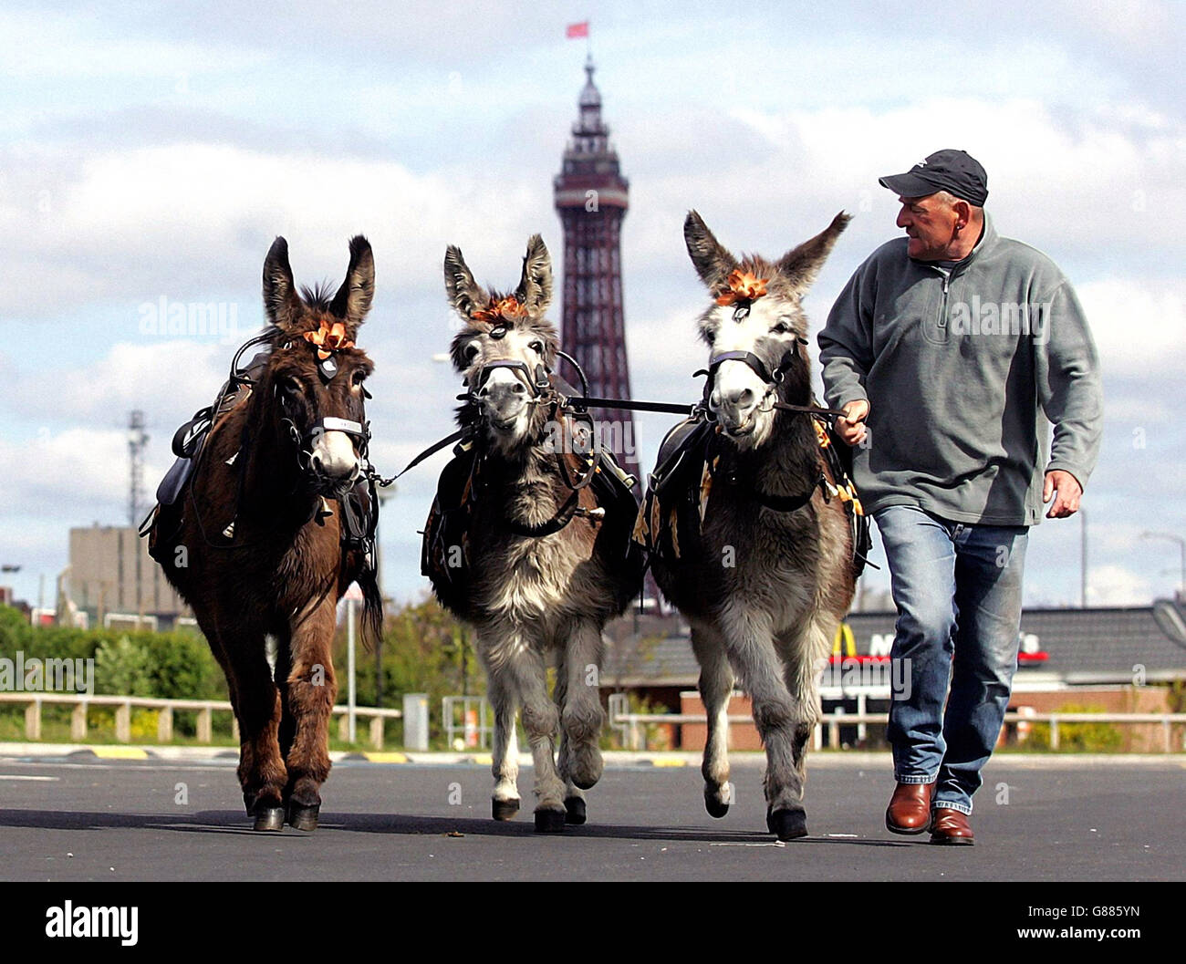 Blackpool councils annual donkey health check hi-res stock photography ...