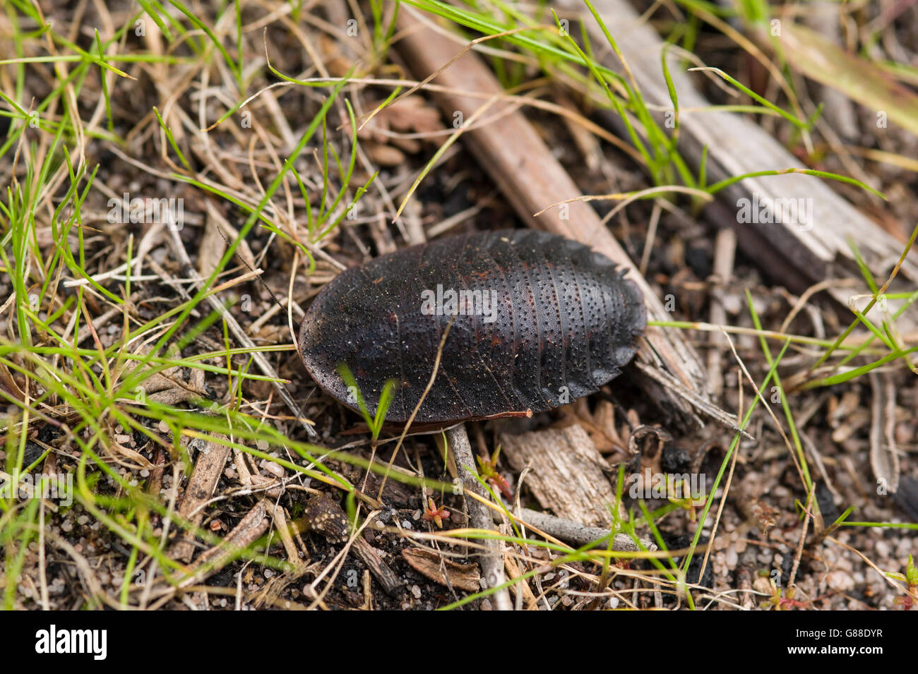 Flat Australian cockroach, Laxta sp. female Stock Photo
