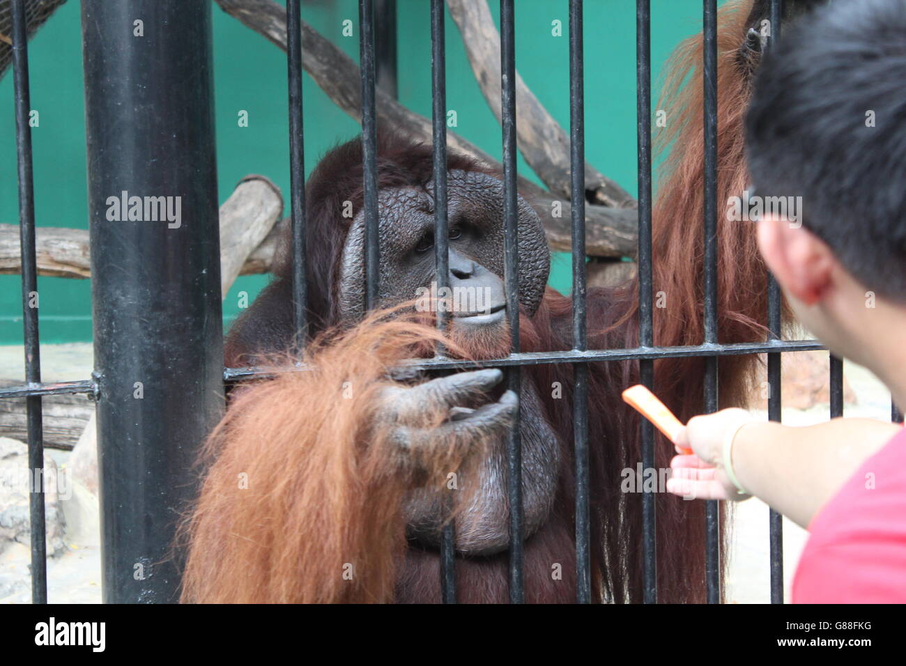 Gorilla interacts with human being Stock Photo