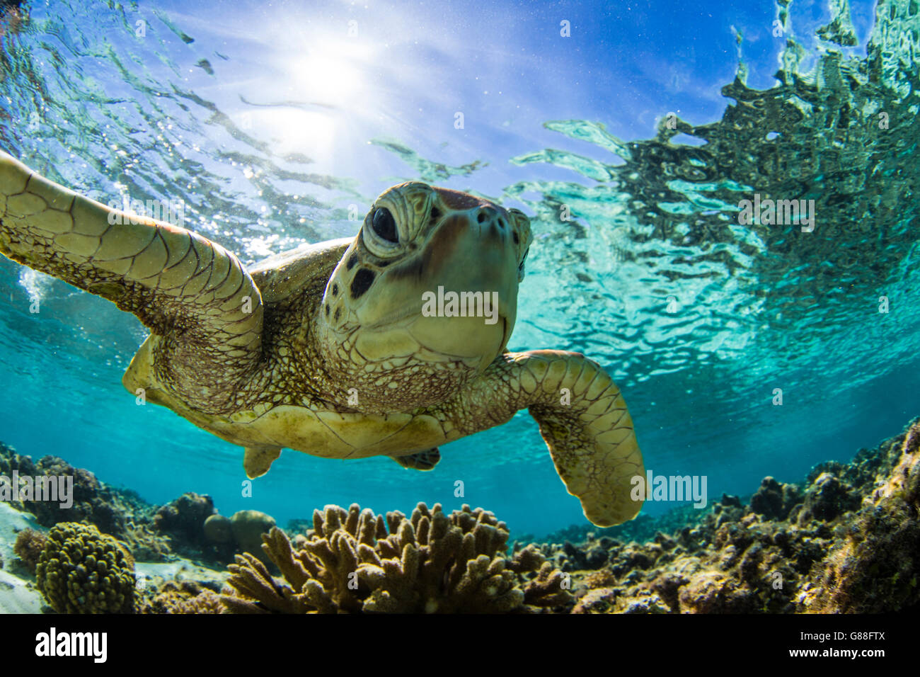 Close-up of a Turtle swimming underwater, Great Barrier Reef, Queensland, Australia Stock Photo