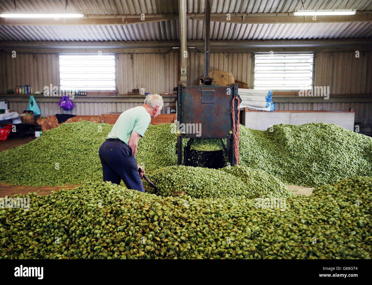 Hops harvest Stock Photo Alamy