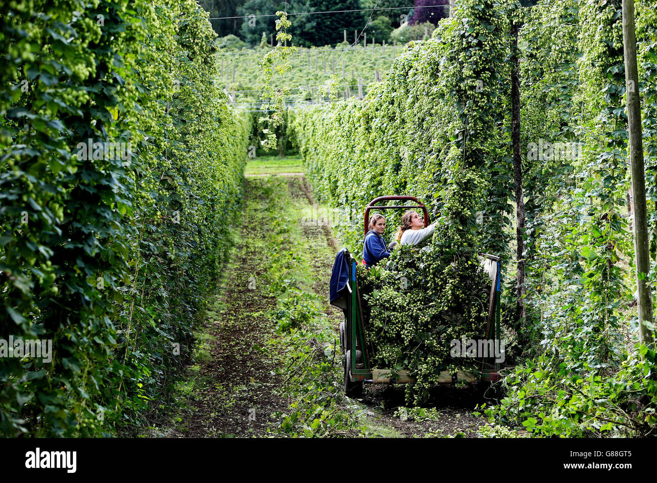 Staff at Hampton Estate Farms in Puttenham, Surrey pick Fuggles hops which are used for beer production by brewers throughout the country. Stock Photo