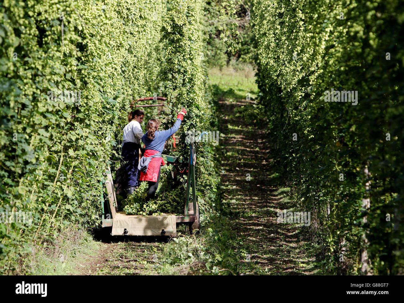 Hops harvest Stock Photo Alamy