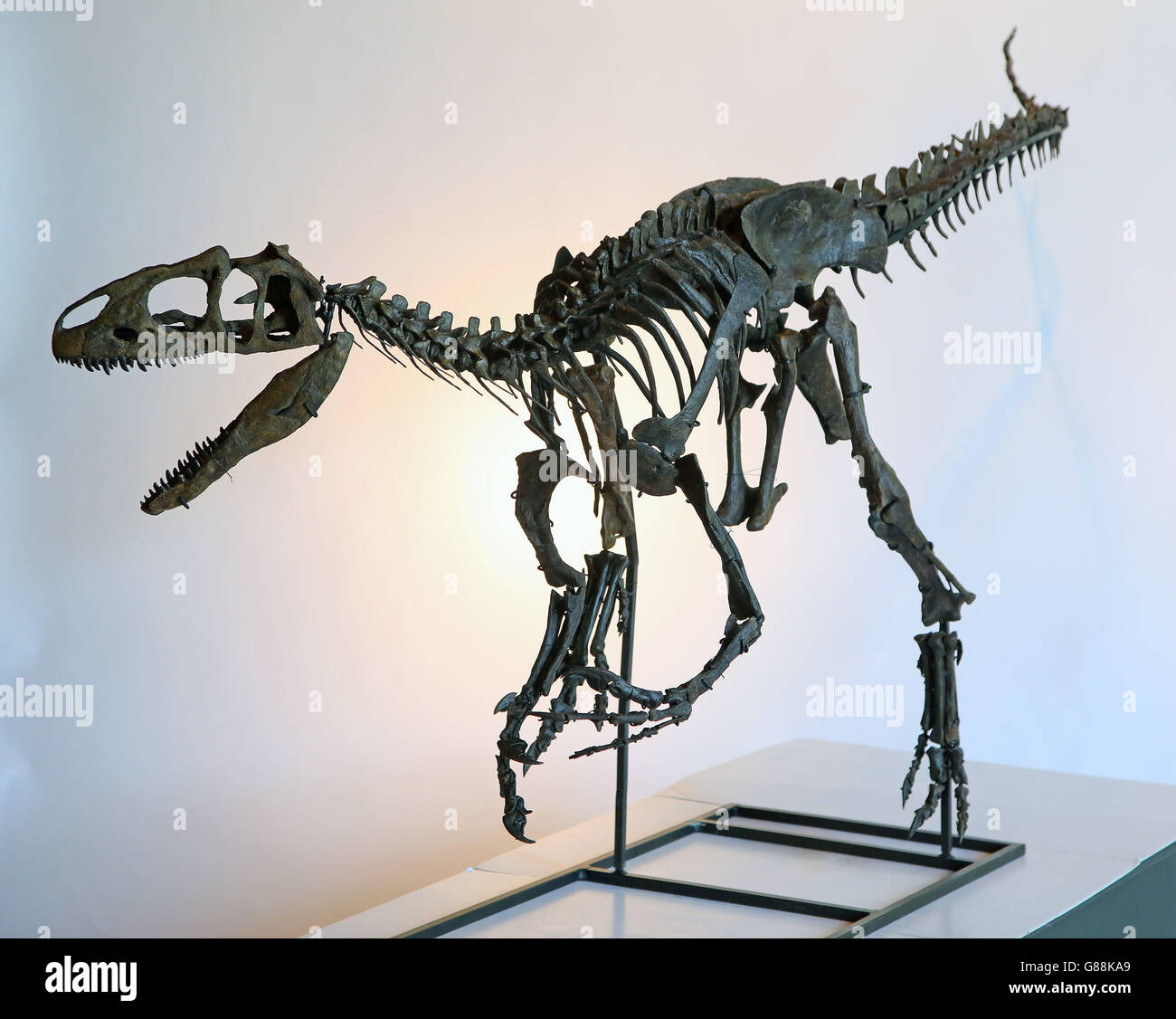 Allosaurus Skeleton Model