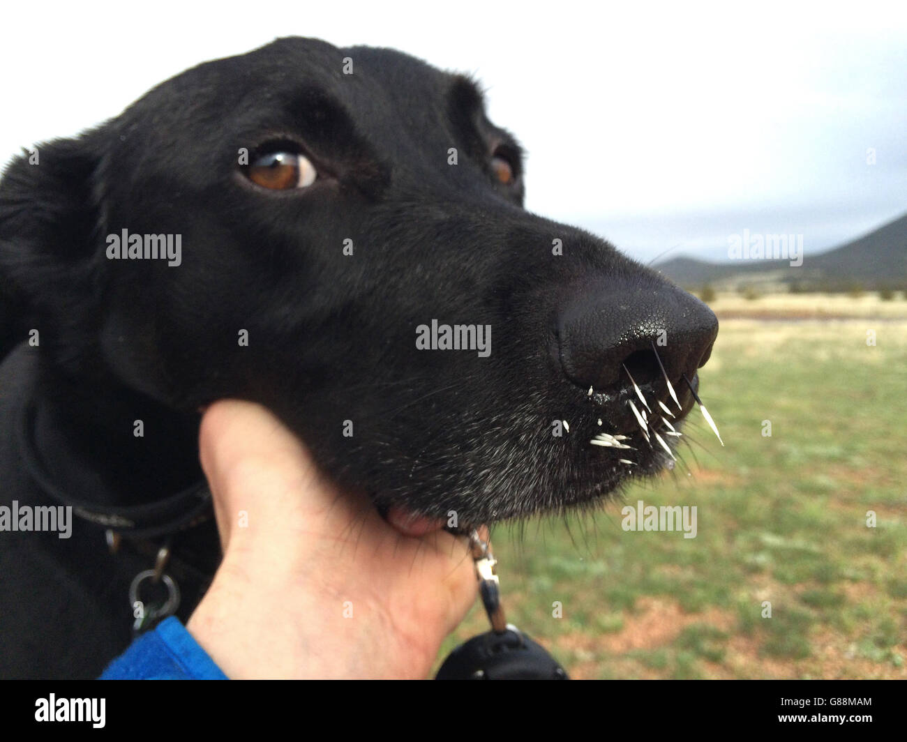 Can Porcupine Quills Kill A Dog
