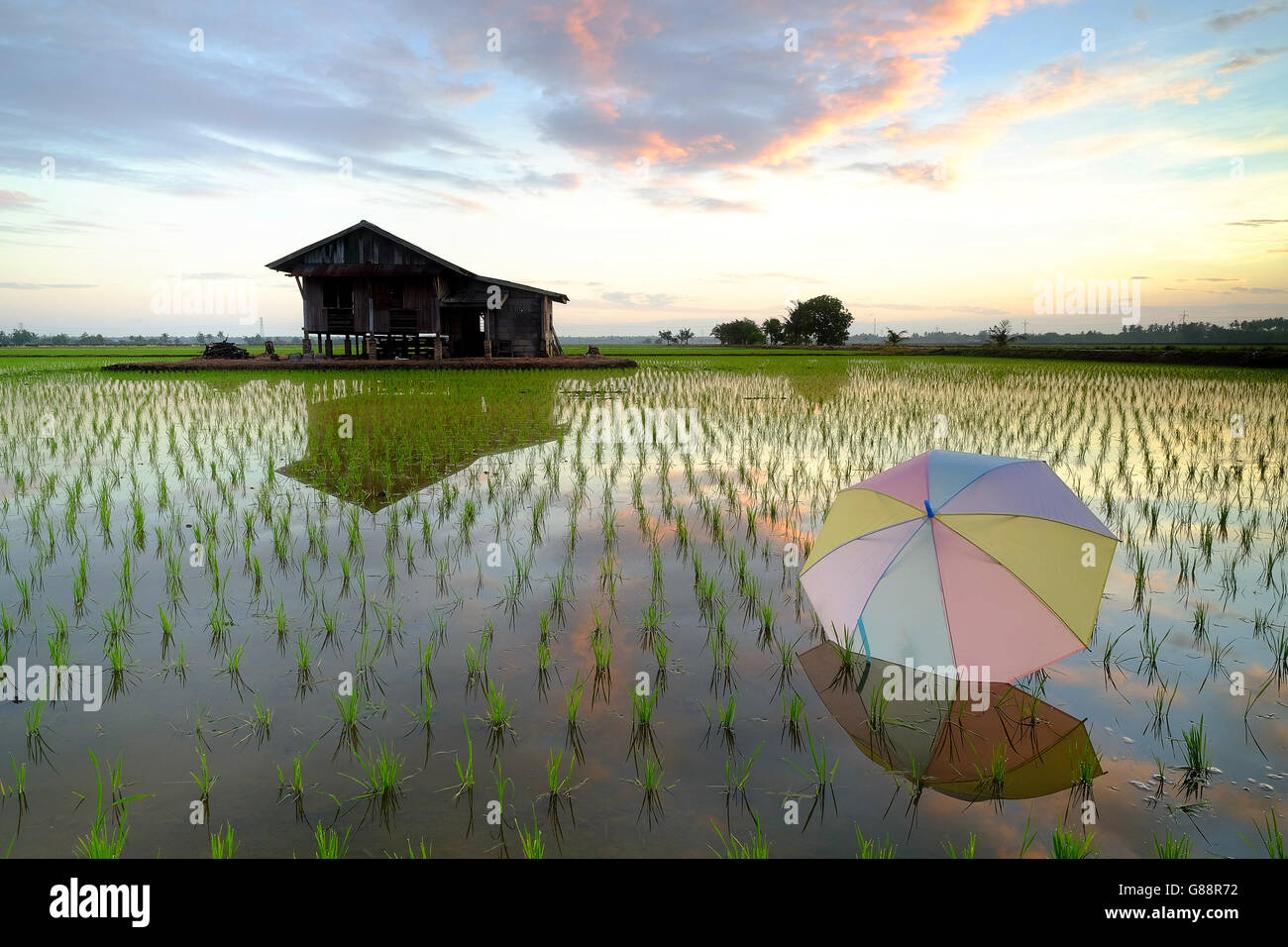 Multi-colored Umbrella and Wooden hut in rice paddy field at sunrise, Selangor, malaysia Stock Photo