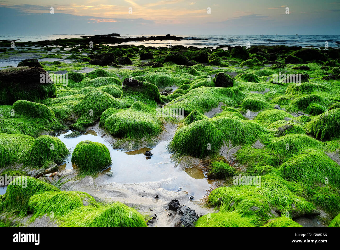Moss covered rocks on beach, Sabah, malaysia Stock Photo