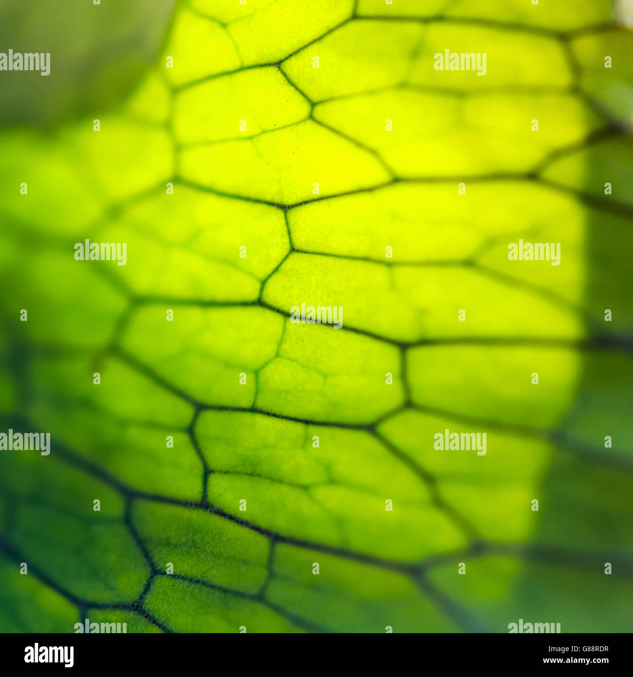 Staghorn fern leaf hi-res stock photography and images - Alamy