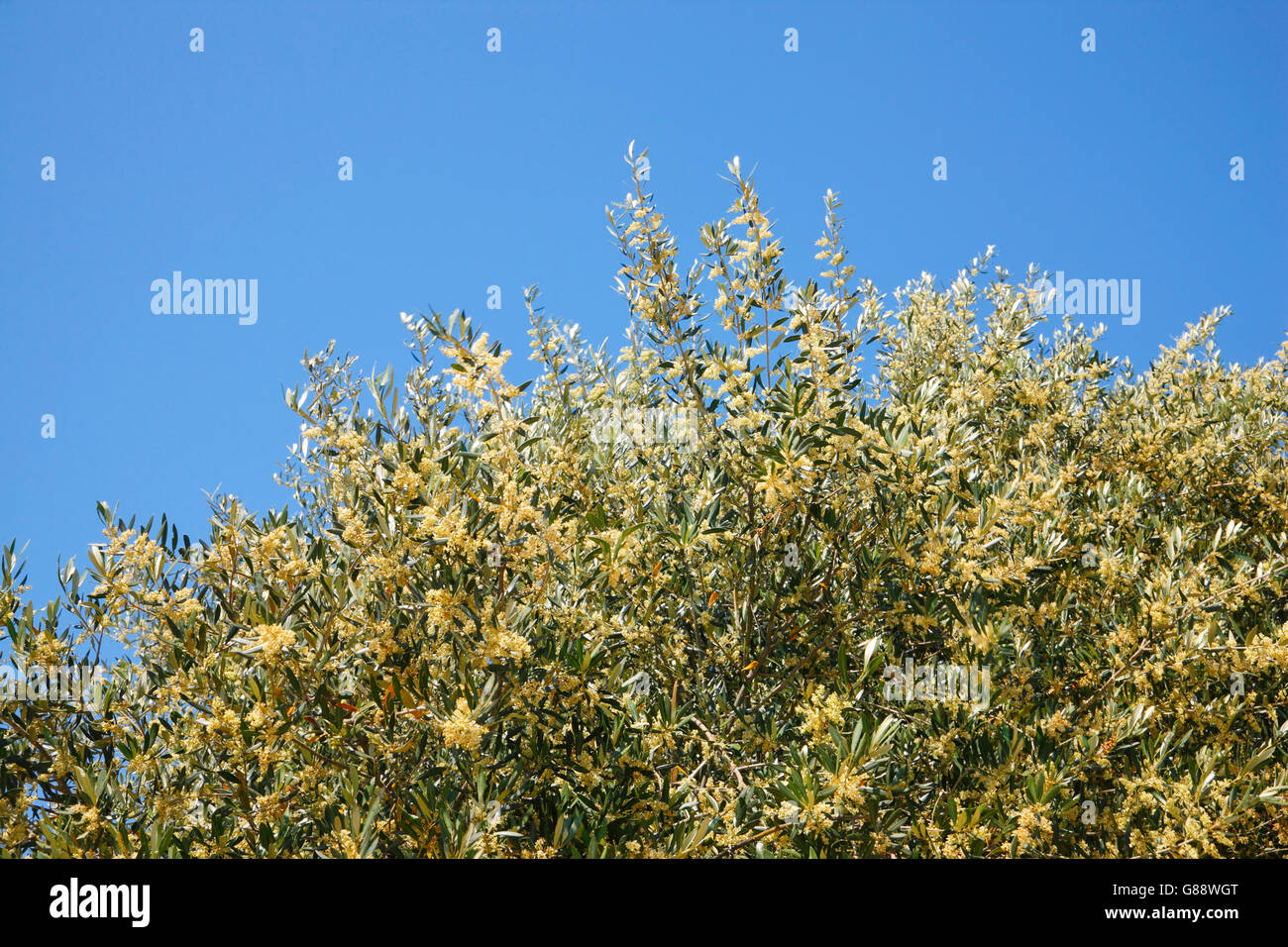 Blooming olive tree Stock Photo