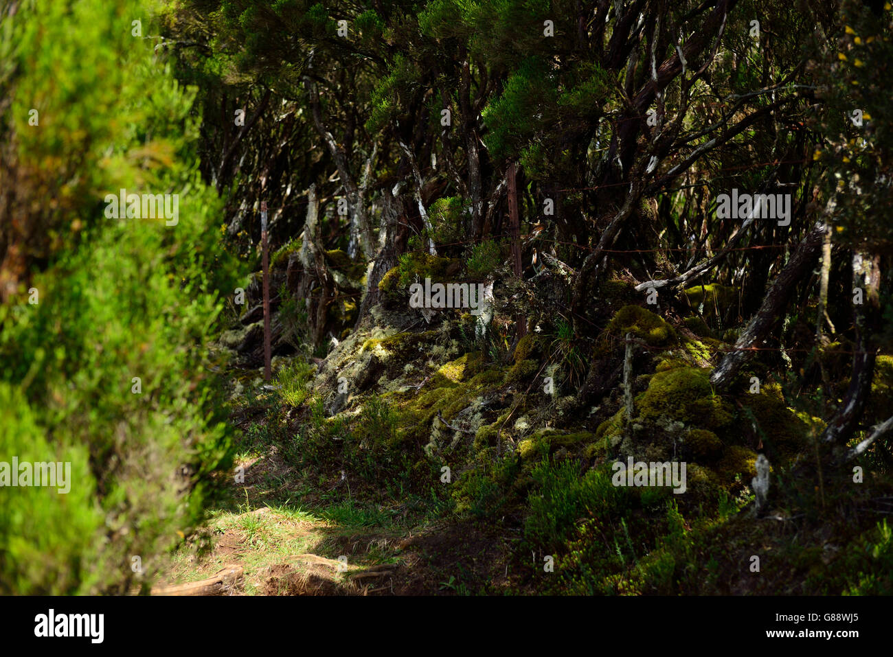 trekking from La Plaine des Cafres to Gite de la Caverne Dufour at Piton du Neige, La Plaine des
