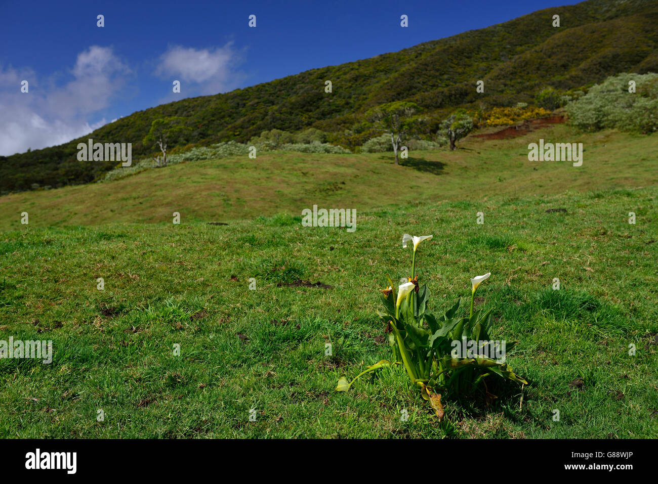 trekking from La Plaine des Cafres to the Gite de la Caverne Dufour at Piton du Neige, La Plaine