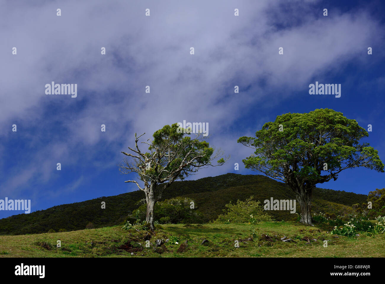 trekking from La Plaine des Cafres to Gite de la Caverne Dufour at Piton du Neige, La Plaine des