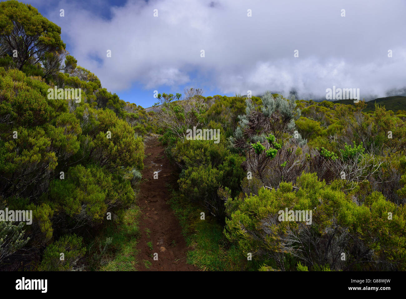 trekking from La Plaine des Cafres to the Gite de la Caverne Dufour at Piton du Neige, La