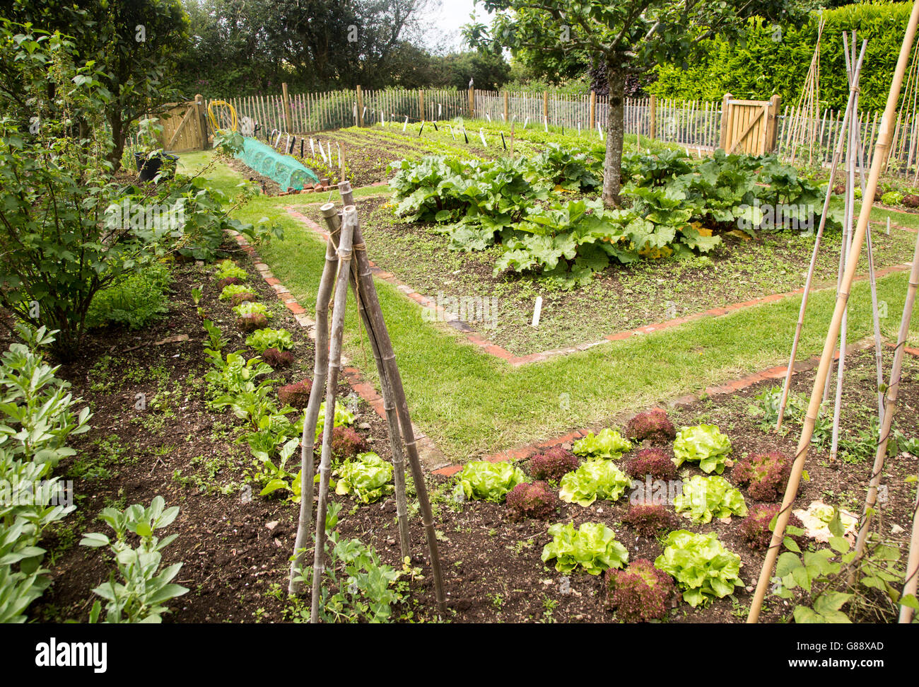 Vegetable plot at Potager Garden, Constantine, Cornwall, England, UK Stock Photo