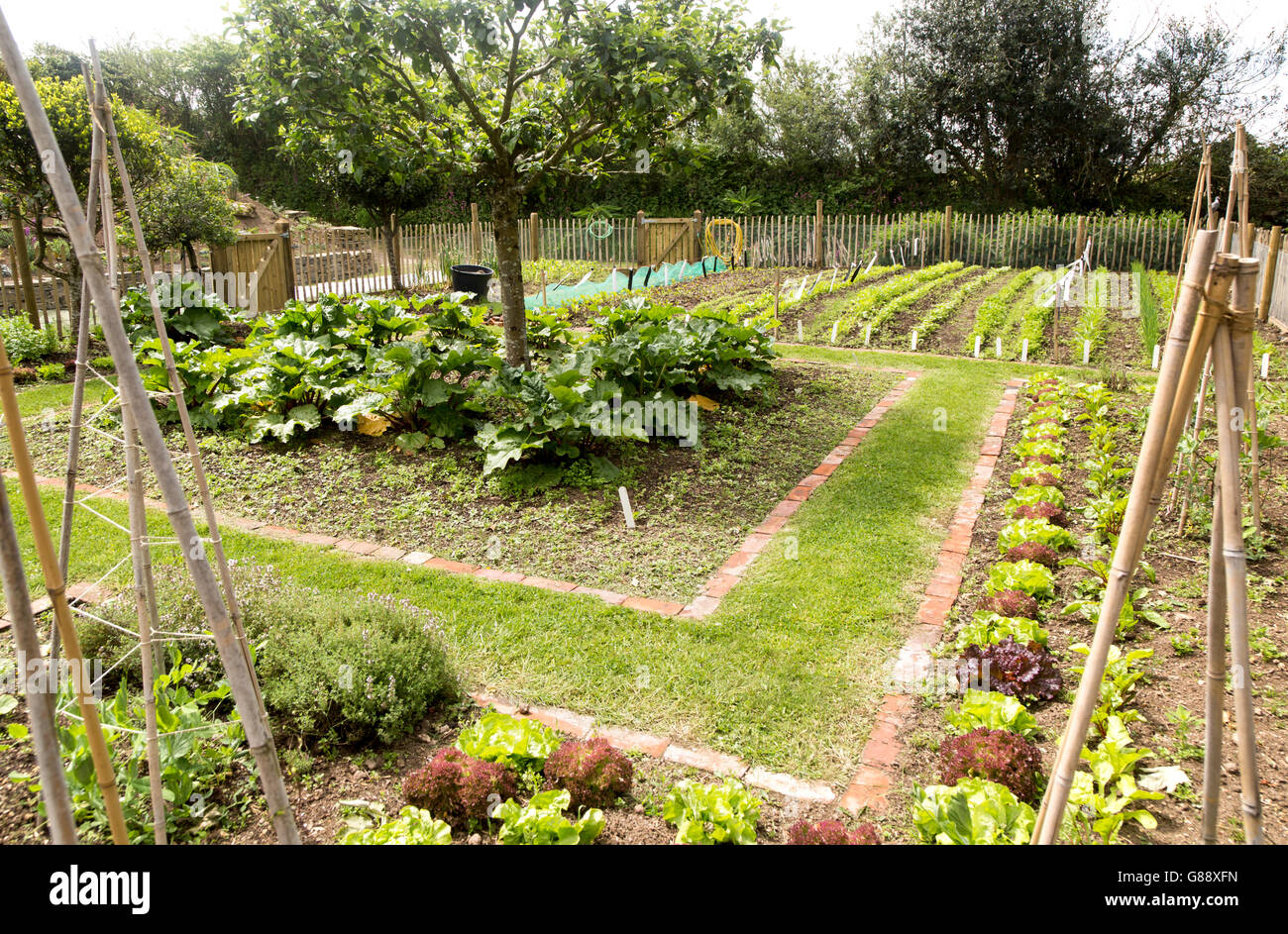 Vegetable plot at Potager Garden, Constantine, Cornwall, England, UK Stock Photo
