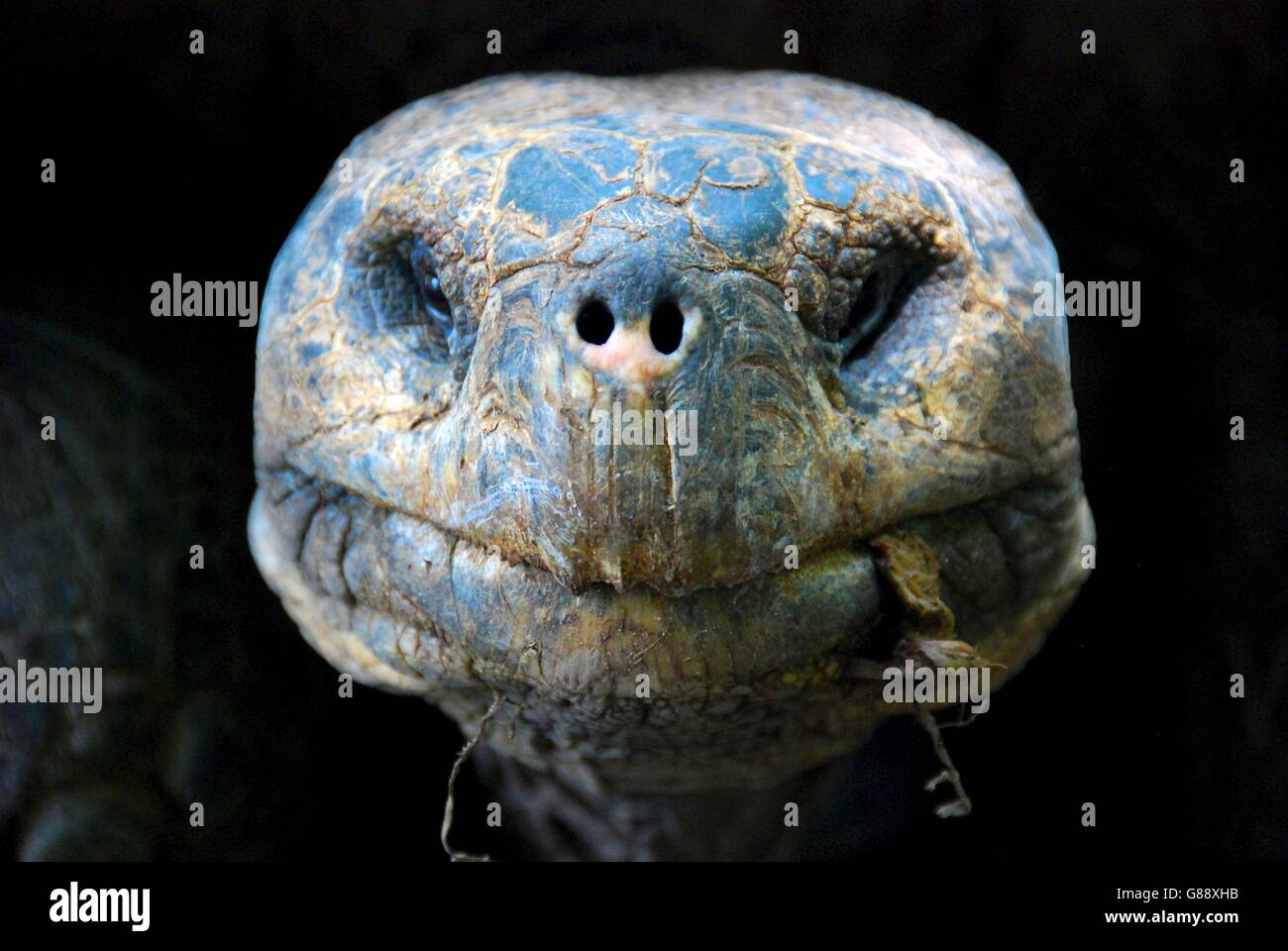 Portrait of a Giant Tortoise, Isla Isabela, galapagos, Ecuador Stock Photo