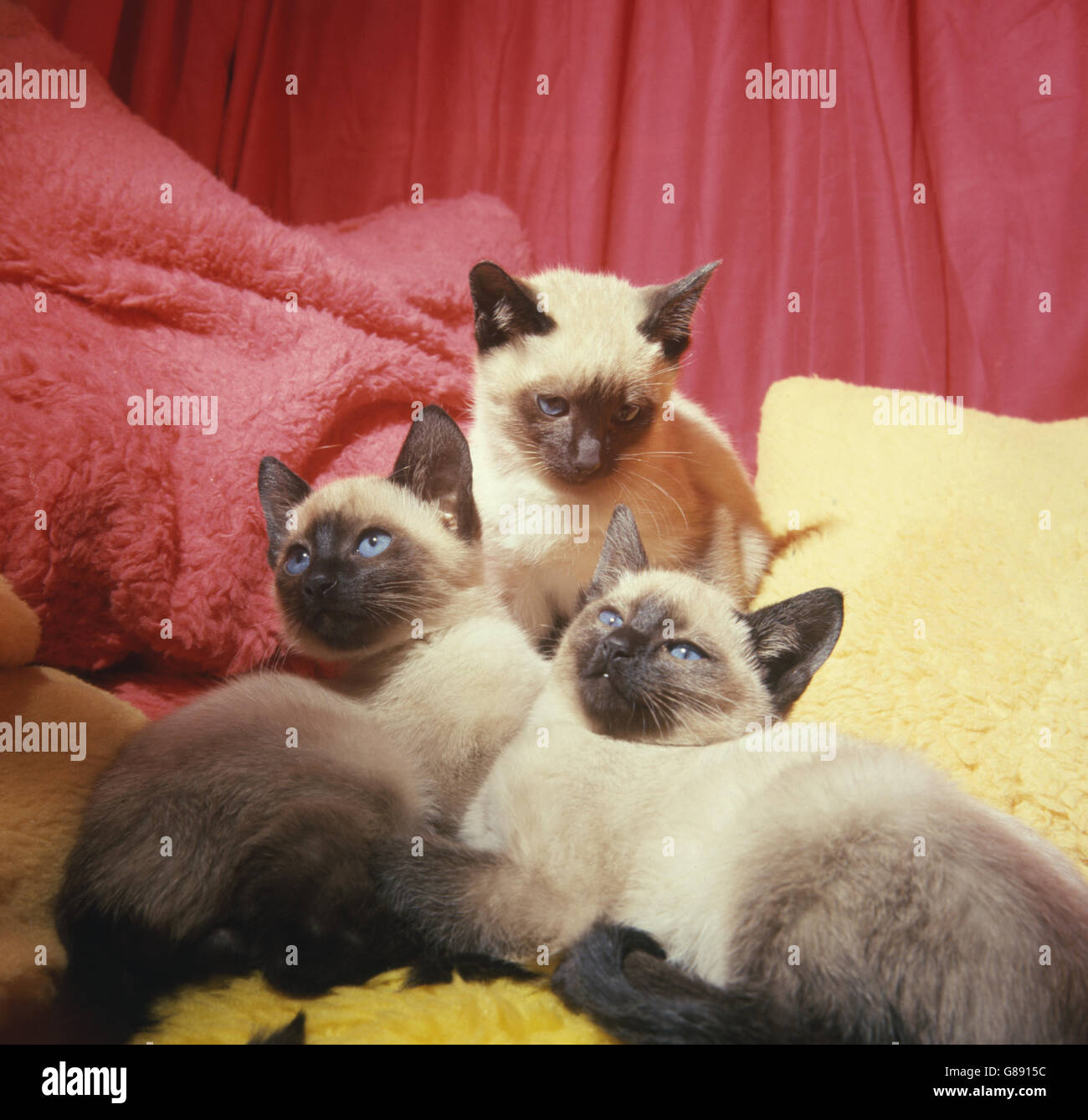 Animals - National Cat Show - London. A litter of Seal-pointed Siamese kittens at the National Cat Show in London. Stock Photo