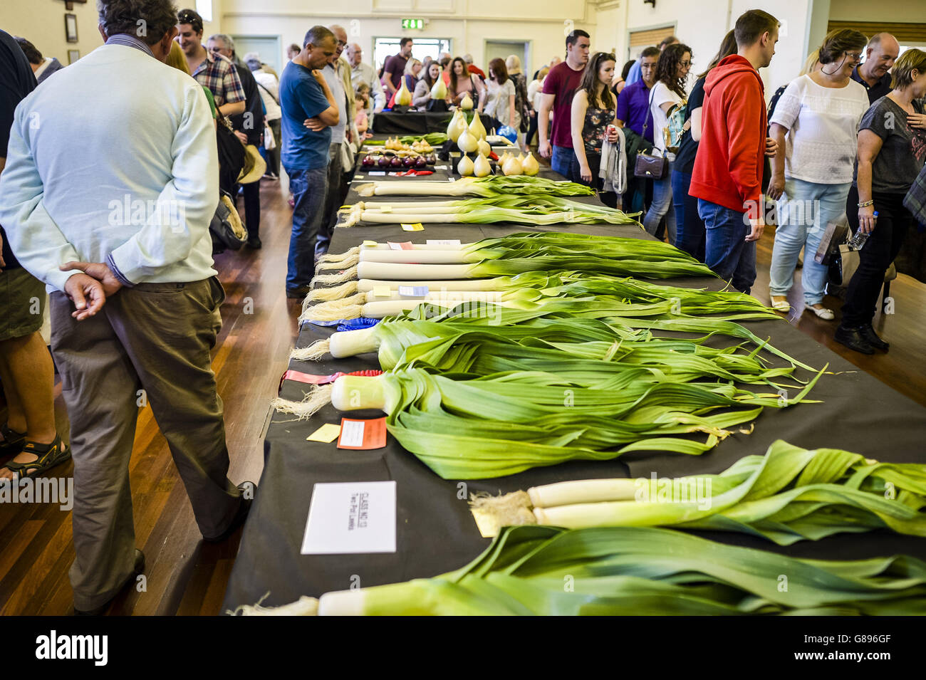 Photo. Enthusiasts admire onions and leeks on show in the Memorial Hall at the Newent Onion Fayre, Gloucestershire. Stock Photo