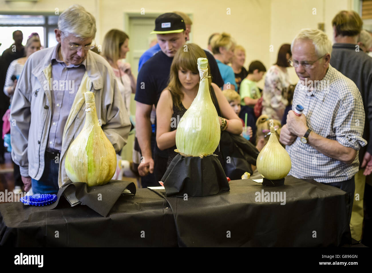 Photo. Enthusiasts admire onions on show in the Memorial Hall at the Newent Onion Fayre, Gloucestershire. Stock Photo
