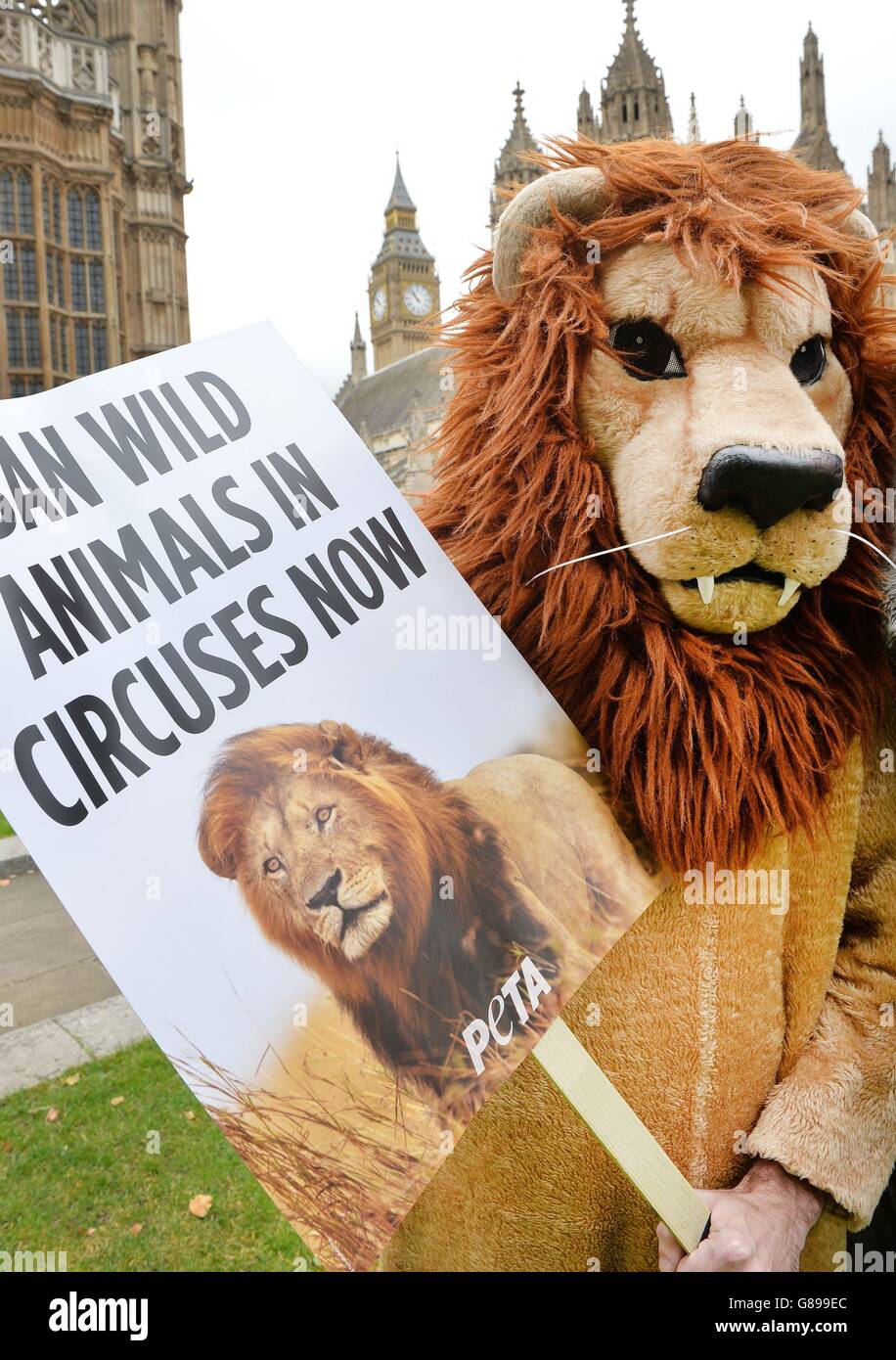 A People for the Ethical Treatment of Animals (PETA) supporter dressed as a  lion protests outside the House of Commons in London, calling for an end to  beating, whipping, caging, chaining and