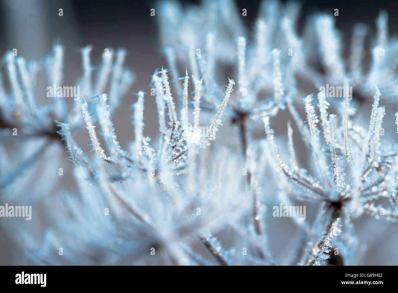 Frost covered plants hi-res stock photography and images - Alamy