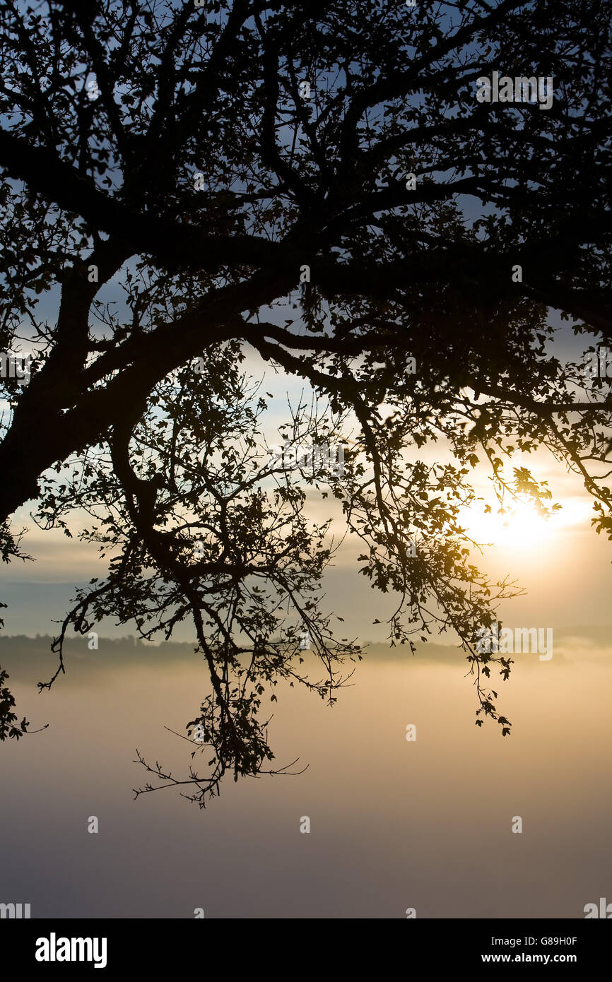 A tree silhouetted against the rising sun over the mist Stock Photo - Alamy