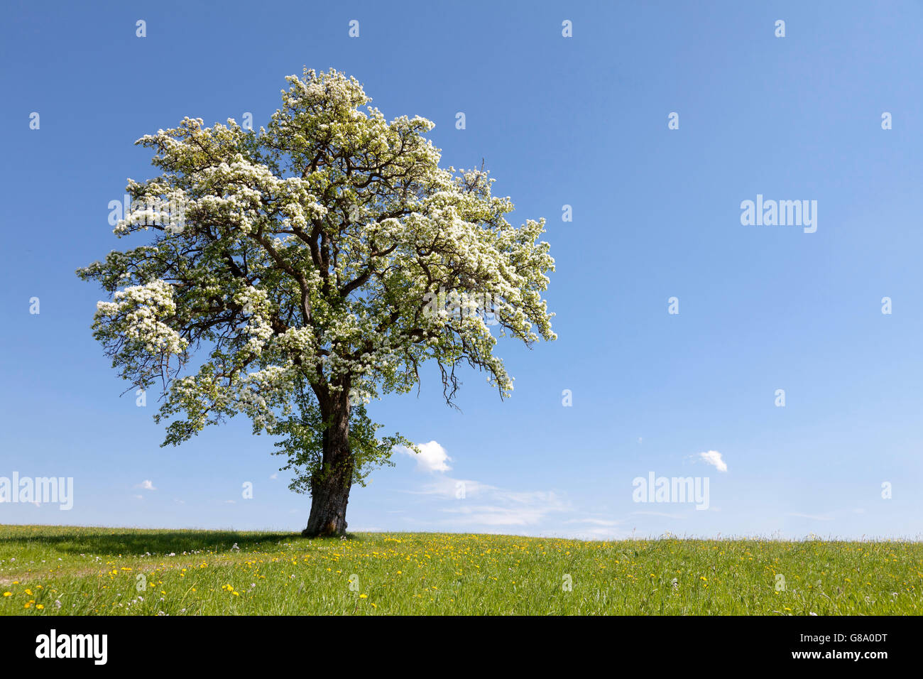 Blossoming fruit tree in a meadow, Mostviertel, Must Quarter, Lower Austria, Austria, Europe Stock Photo