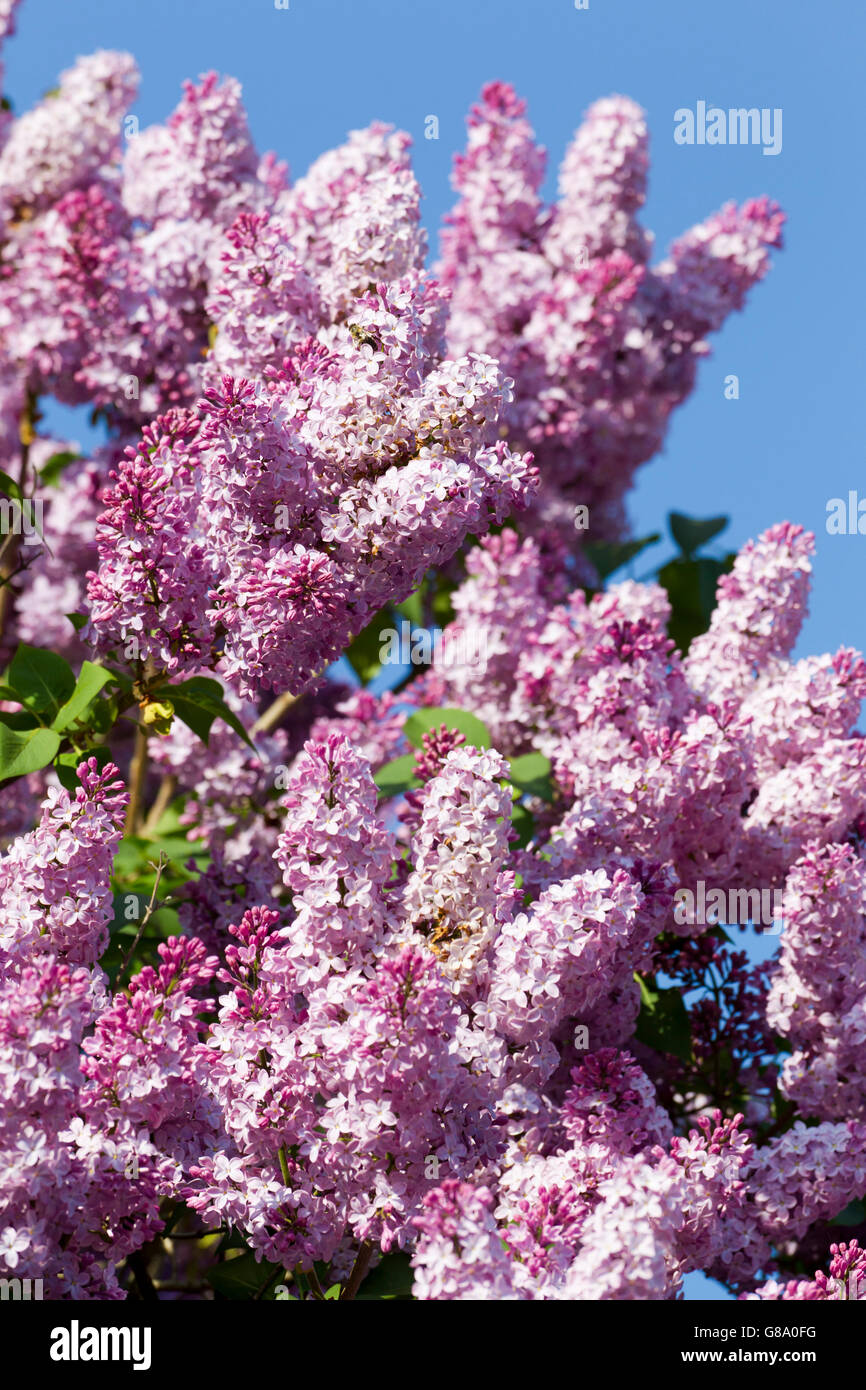 Common Lilac (Syringa vulgaris), flowering, Mostviertel, Must Quarter, Lower Austria, Austria, Europe Stock Photo