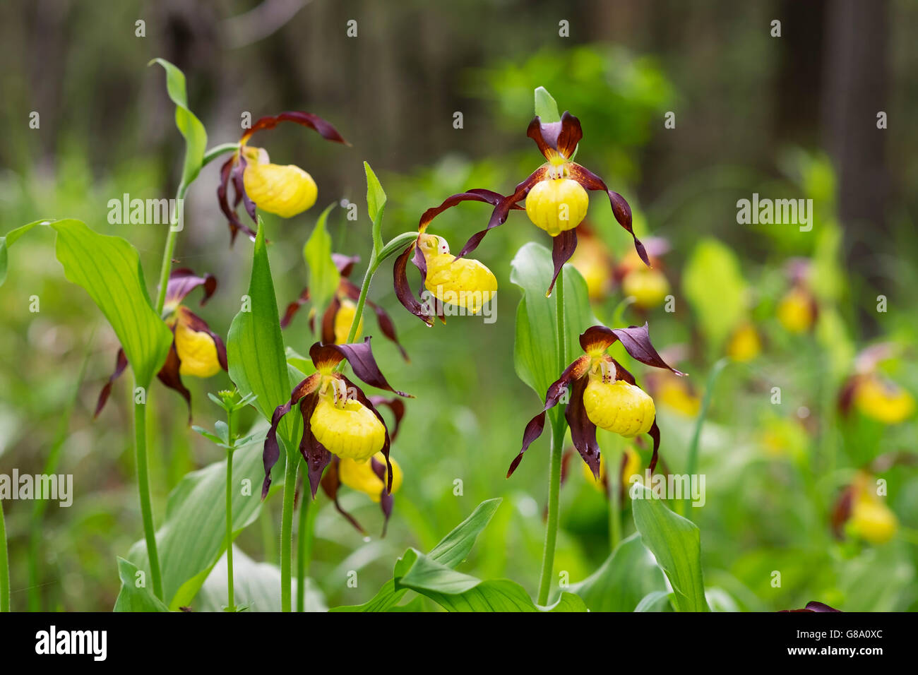 Several yellow Lady's Slipper Orchids (Cypripedium calceolus), with water drops, nature reserve Isarauen, Pupplinger Au Stock Photo