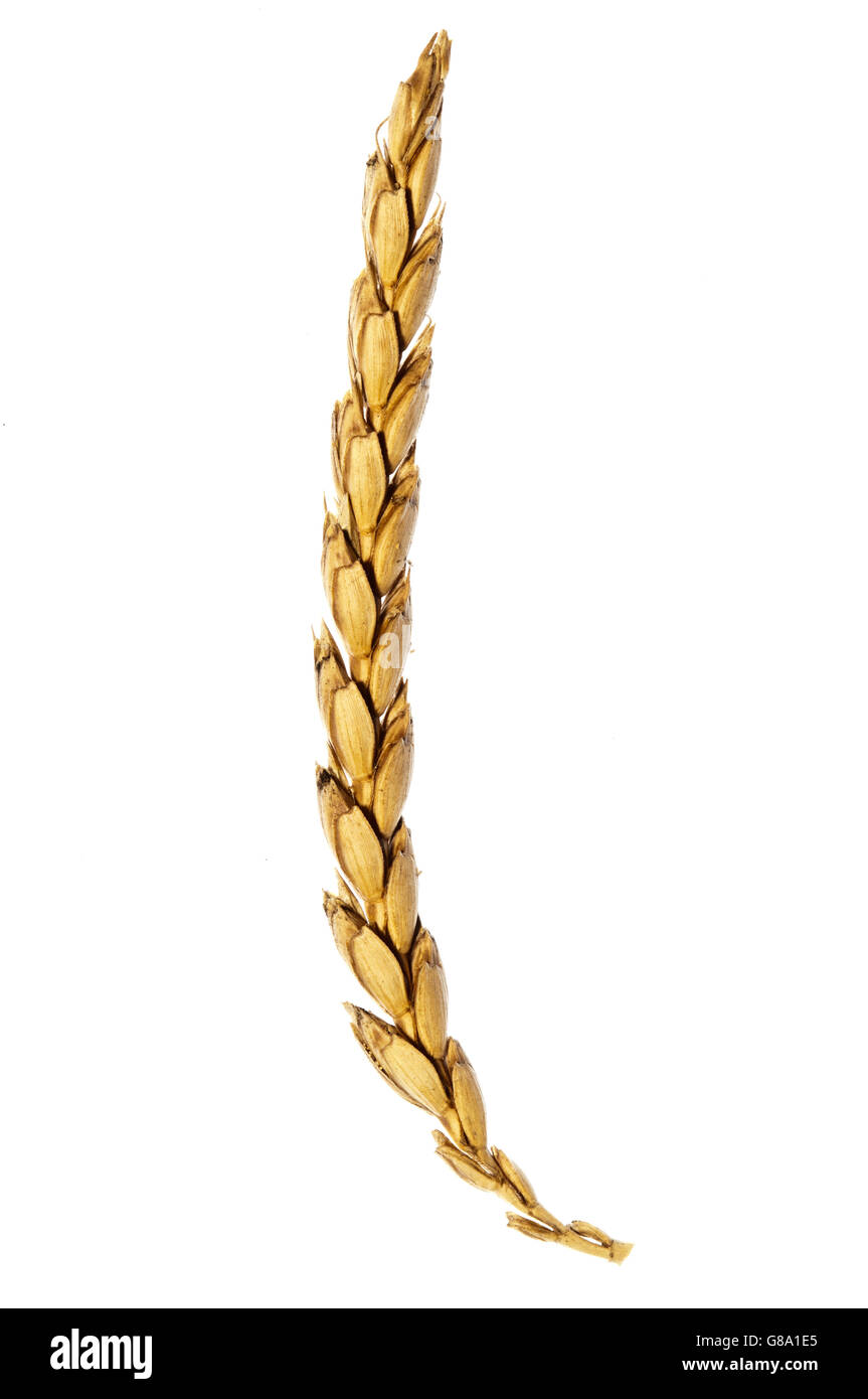 Barley ear Cut Out Stock Images & Pictures Alamy