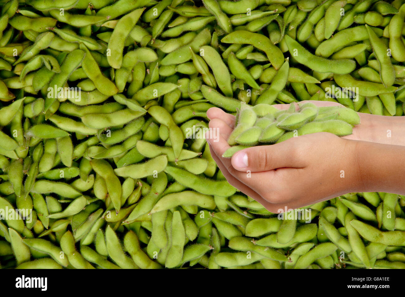 Boy's hands holding soya beans Stock Photo Alamy