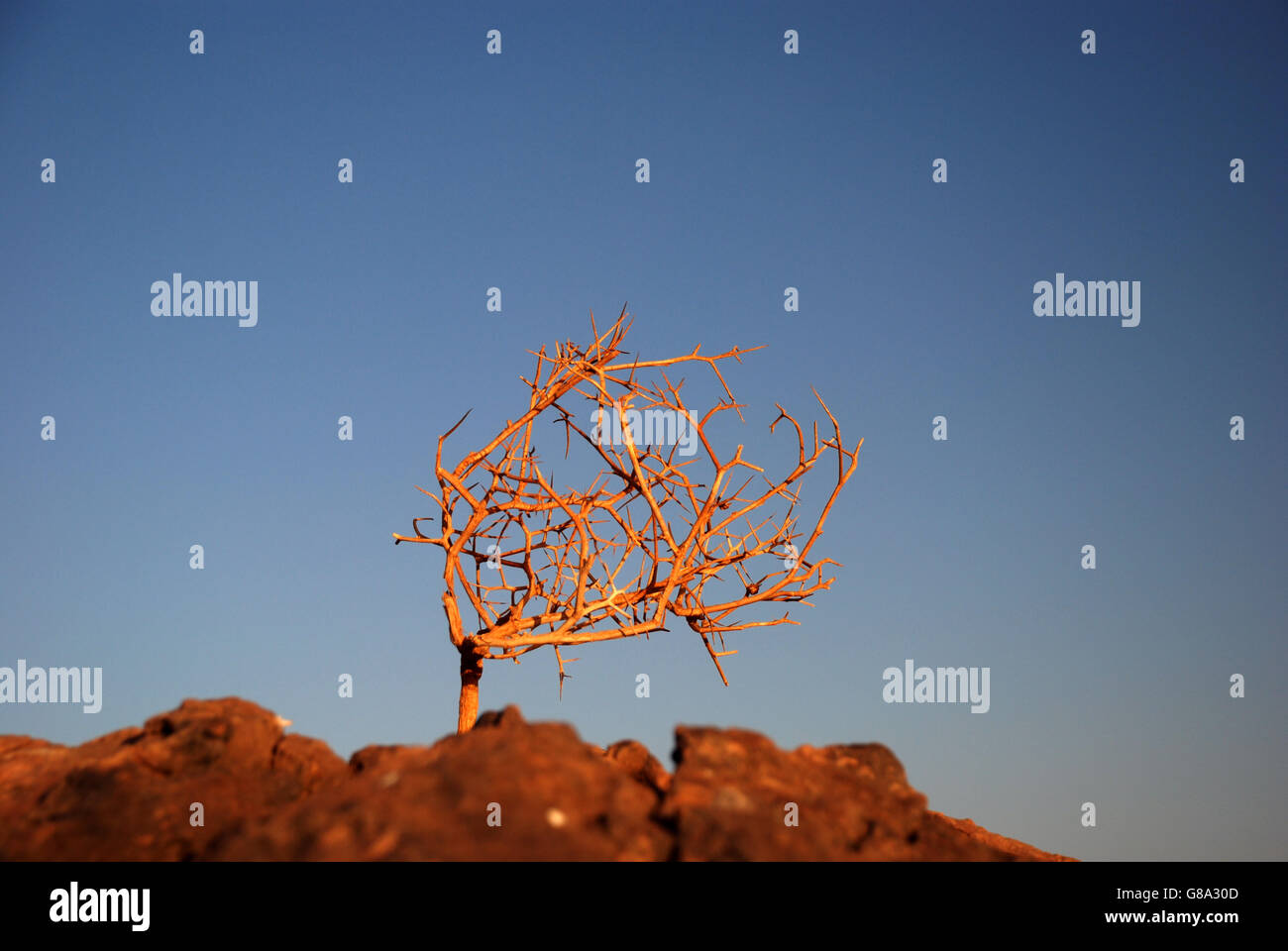Tree less hi-res stock photography and images - Alamy