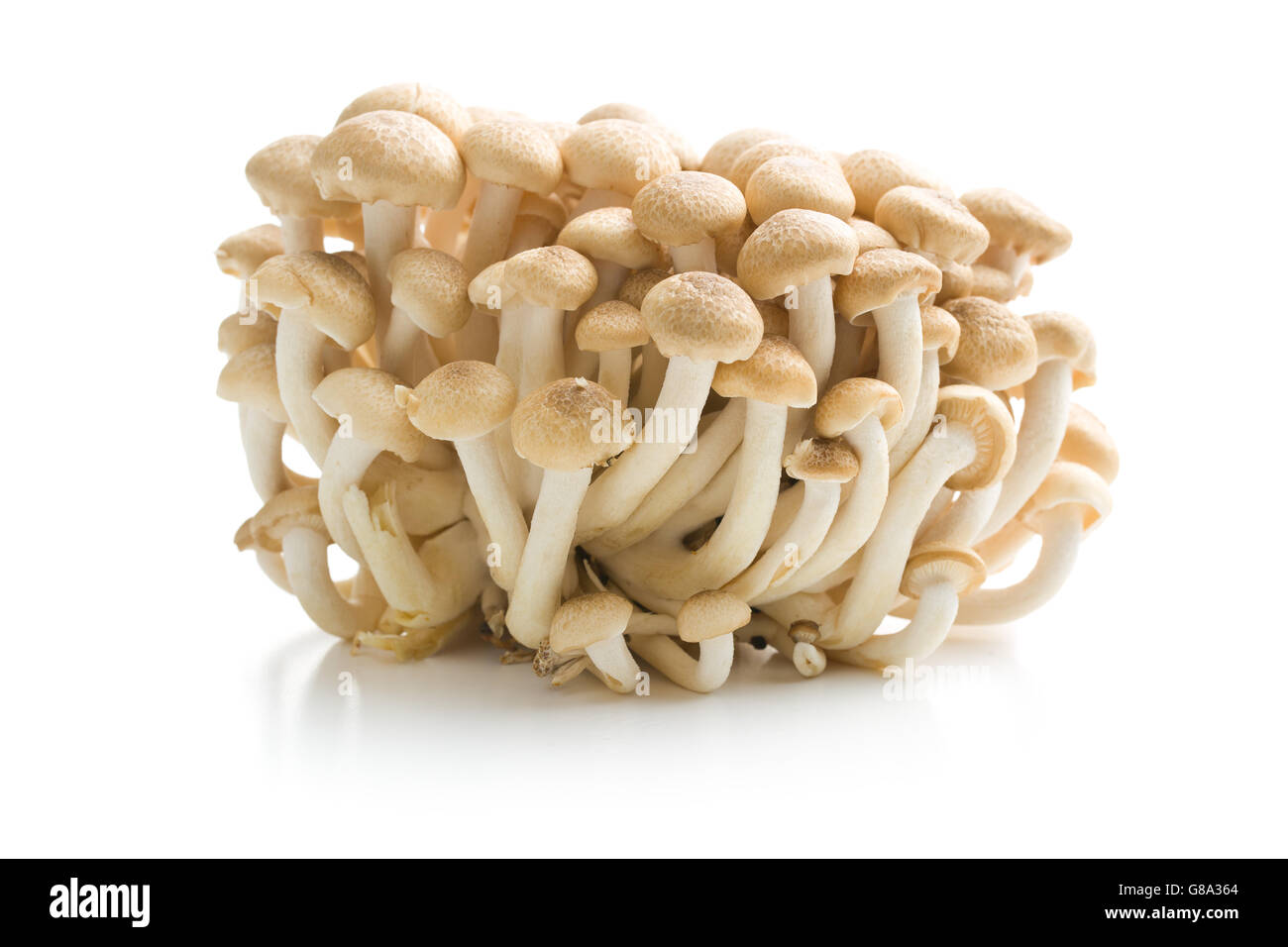 Brown shimeji mushrooms. Healthy superfood isolated on white background