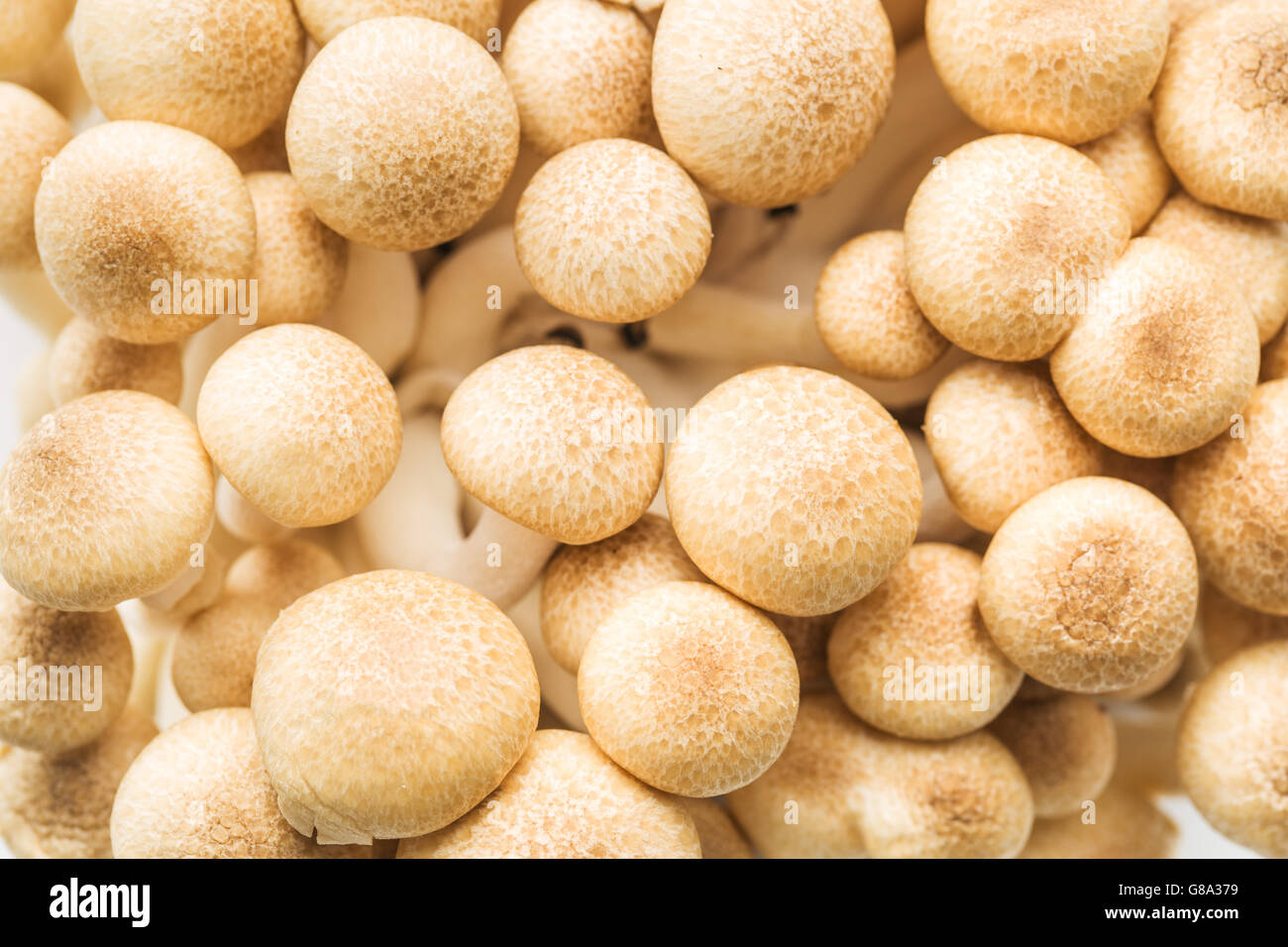 Brown shimeji mushrooms. Healthy superfood Stock Photo Alamy