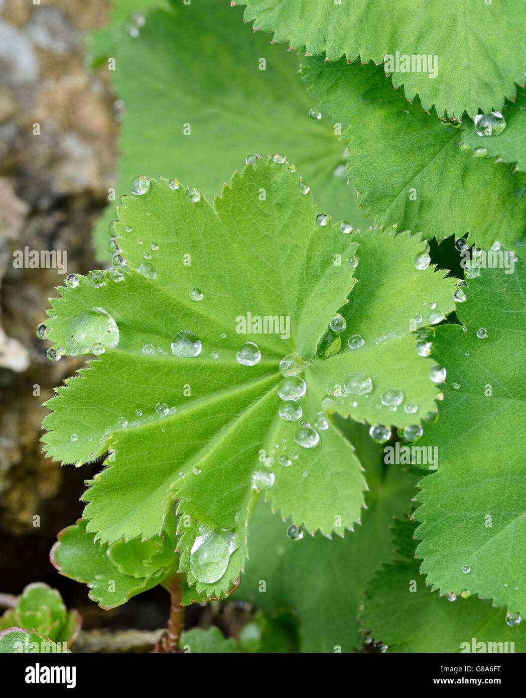 Ladys-mantle Leaves - Alchemilla vulgaris With Rain Drops Stock Photo