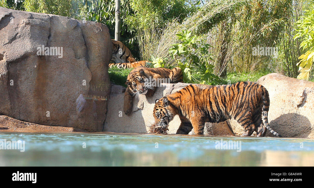 Tiger at chester zoo enclosure hi-res stock photography and images - Alamy