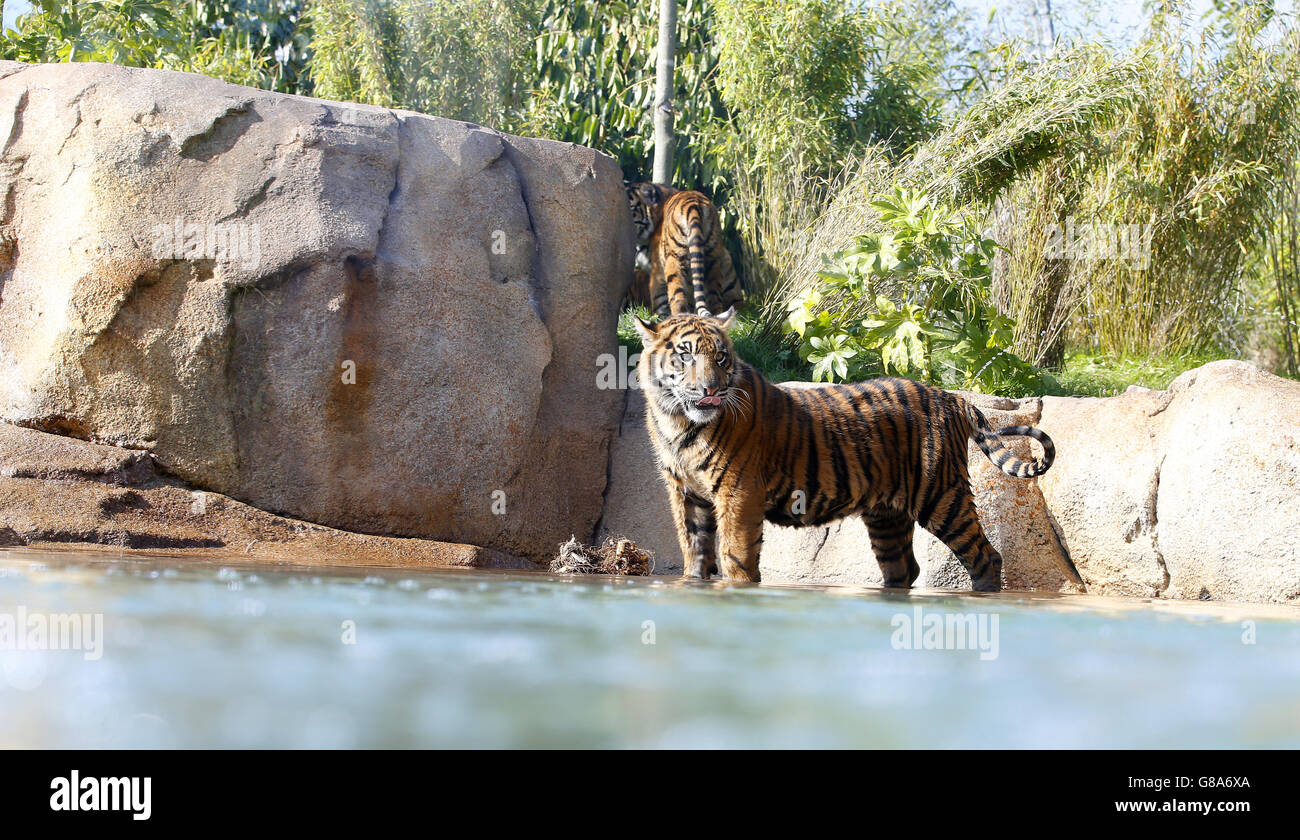 Sumatran tiger cubs at Chester Zoo. 40 million pound new Islands adventure. Stock Photo
