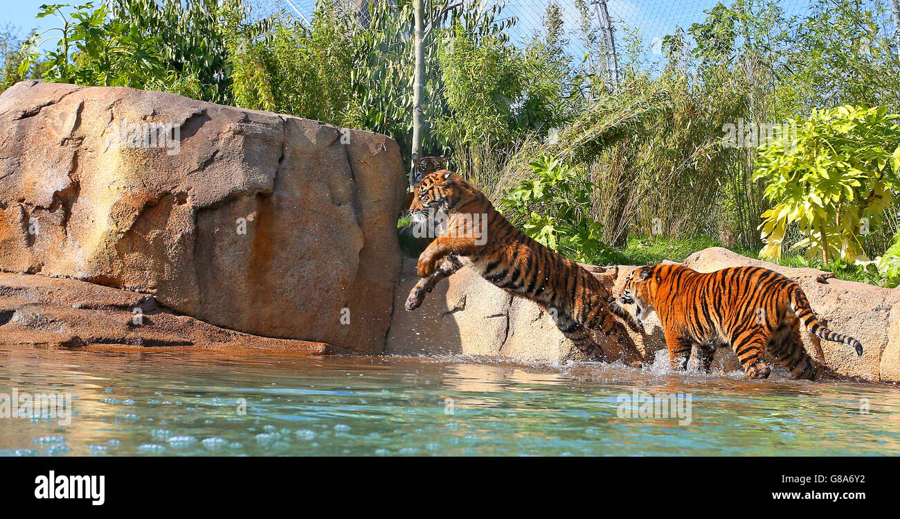 Chester Zoo Islands High Resolution Stock Photography and Images - Alamy