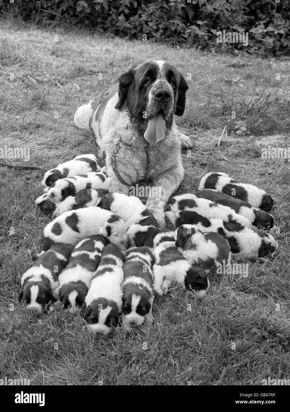 With her fifteen pups cuddled around her, Snowranger Agamemnon - known to all her friends as Tich - has every right to be proud. The St Bernard and her brood are pictured at the Mill Farm Kennels, Stoke Mandeville, Buckinghamshire, where the pups were born. Stock Photo