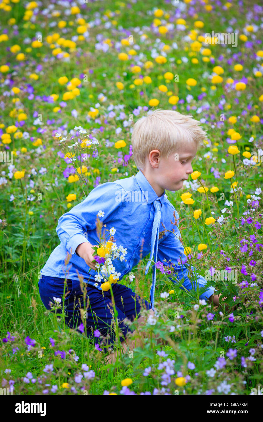 Boy with necktie bending down to pick flowers in a meadow filled with different colored flowers, holding a bunch in his hand. Stock Photo