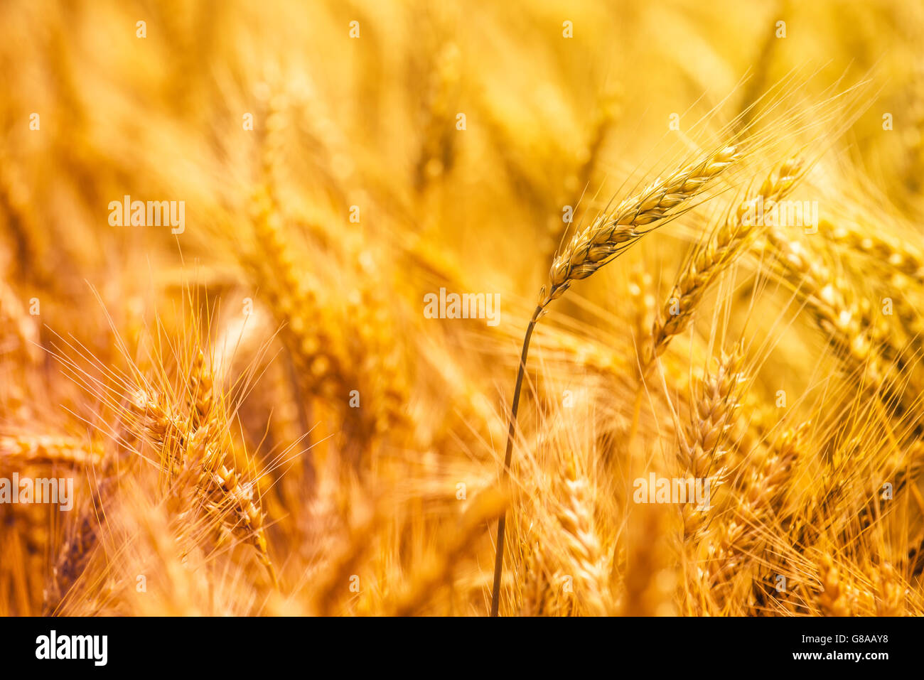 Harvest ready golden yellow triticale ears, hybrid of wheat and rye growing in cultivated field Stock Photo