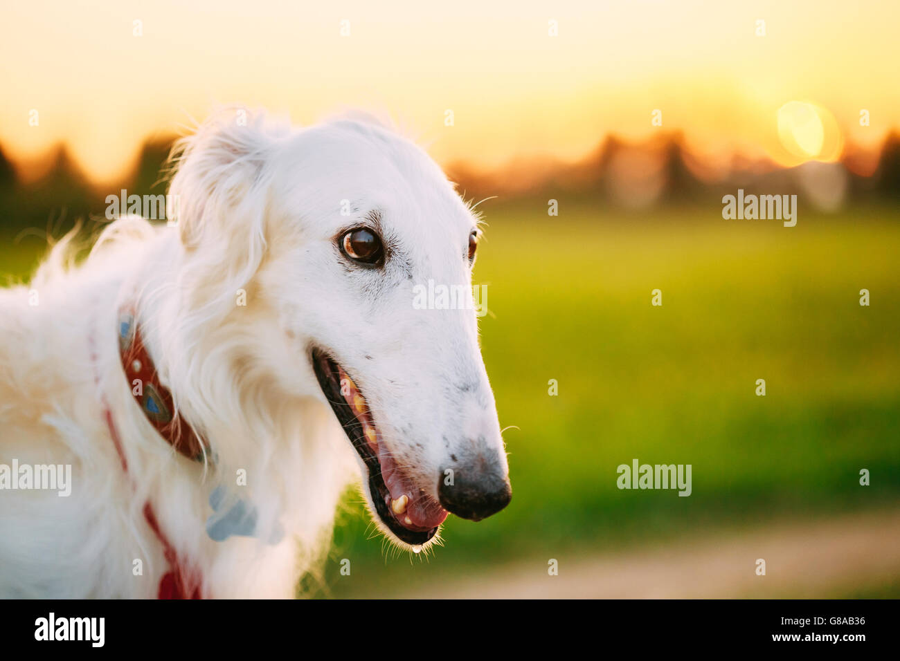 Close up White Russian Dog, Borzoi in Summer Evening, Sunset Sunrise Stock Photo