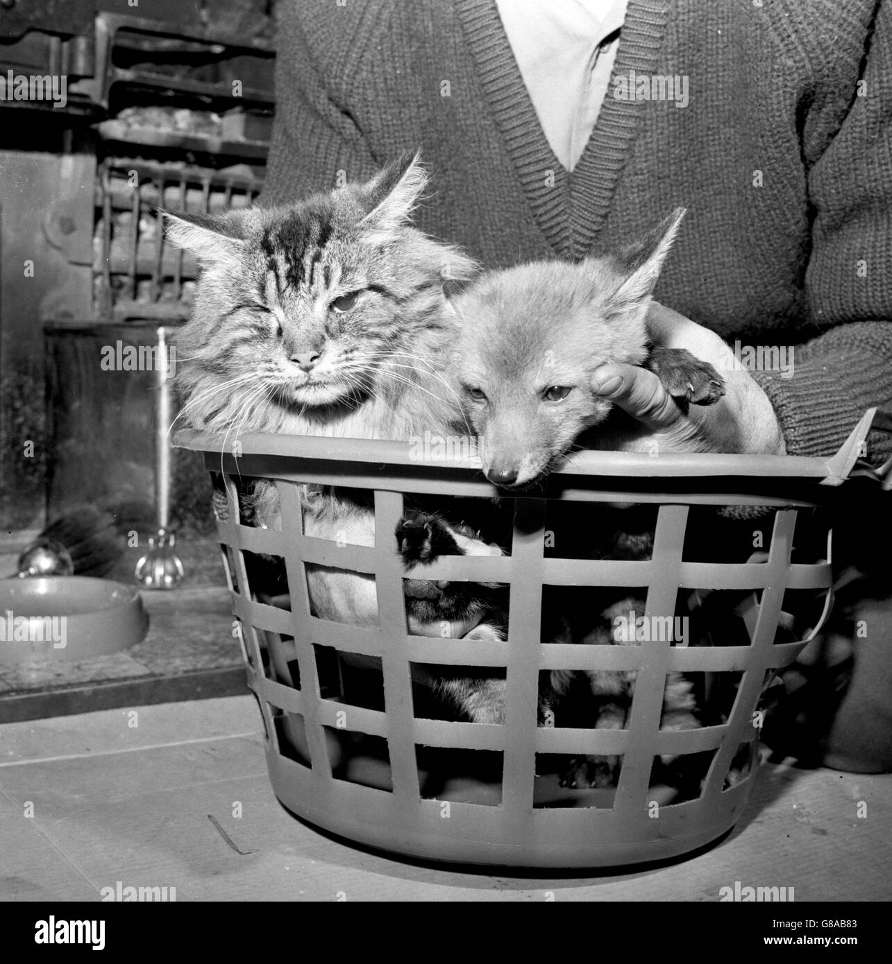 Ricci, a nine-week-old orphan fox cub, shares a basket with his friend Cuddles, a seven-year-old tom cat, at the home of Mr and Mrs E. Pitcher in Shafton, near Barnsley. Stock Photo
