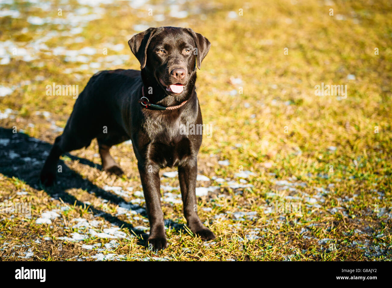 Beautiful Brown Dog Labrador Retriever Staying Outdoor In Spring Stock Photo